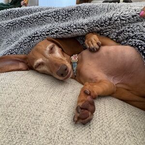 Meet your Posher, Audrey